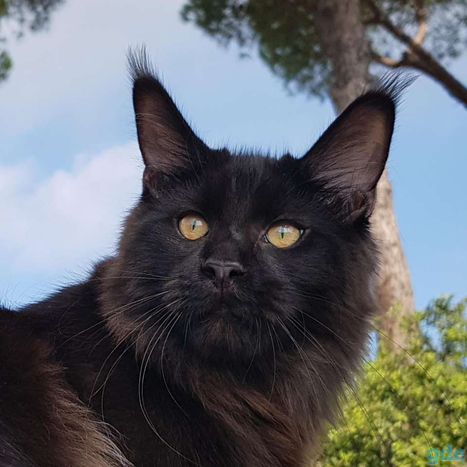 Котята Мейн Кун из Профессионального питомника, фотография 7