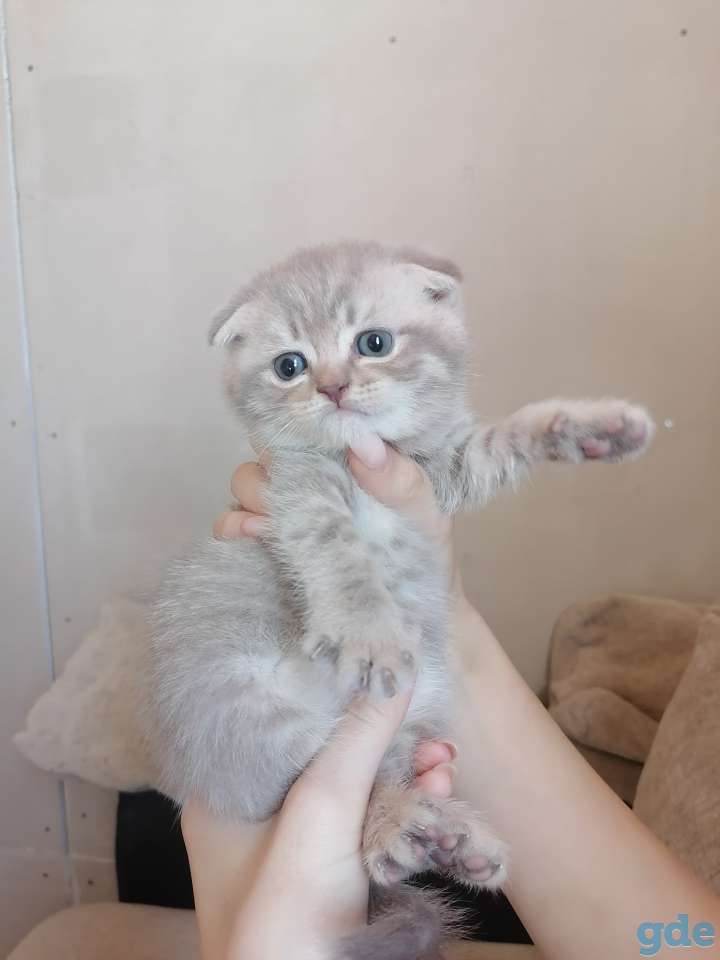 Шотландский вислоухий котик, фотография 1