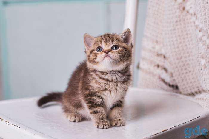 Британские котята, фотография 7