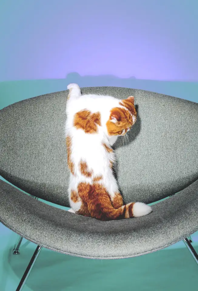 Экзотический кот Гарфилд. Даром., фотография 2