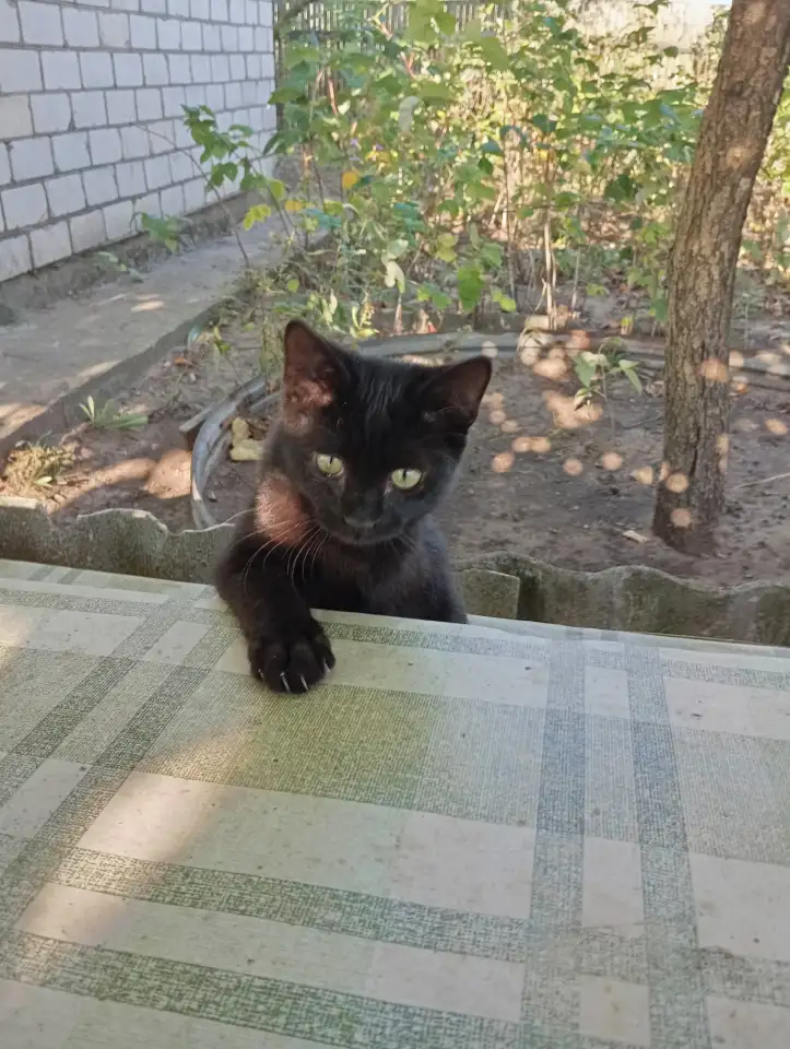 Самый лучший котенок, фотография 3