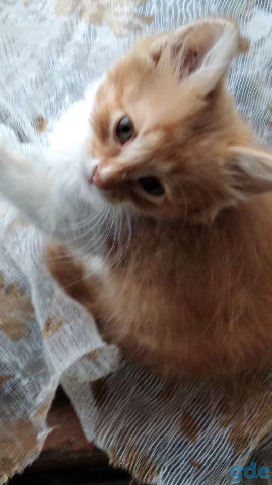 Котята в дар, фотография 1