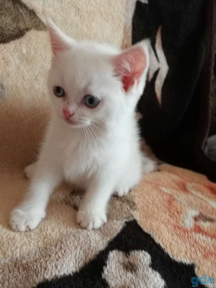 Чистокровные шотландские котята, фотография 6