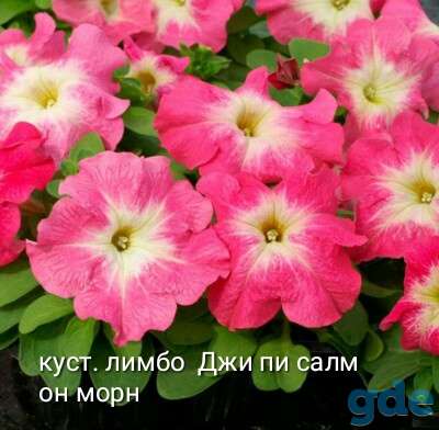 Петунья сеянцы и черенки, фотография 3