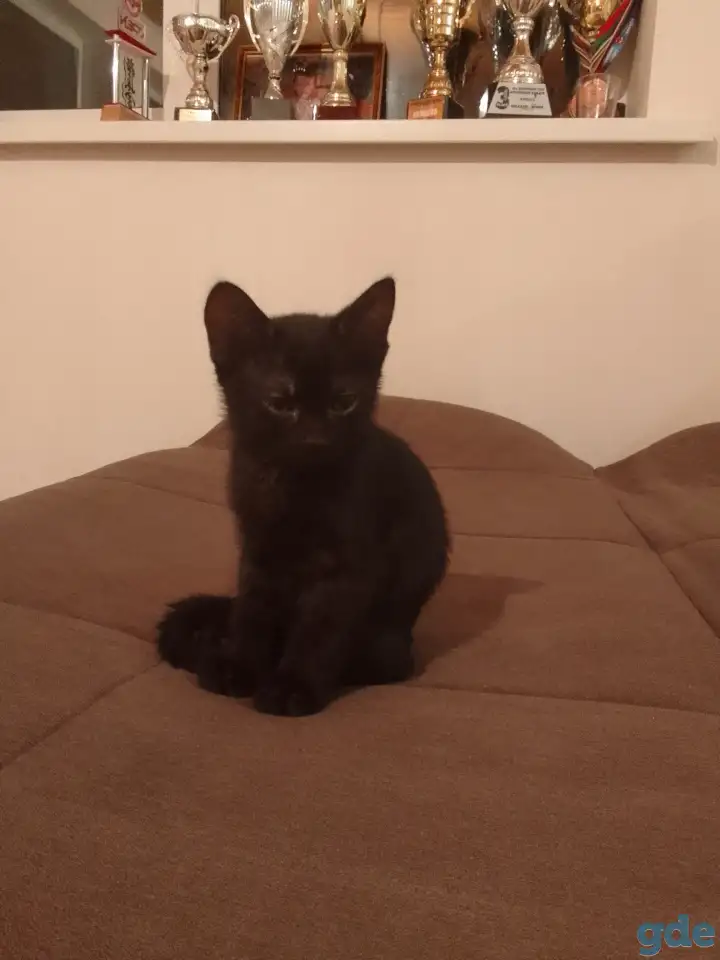 Котята в дар, фотография 3