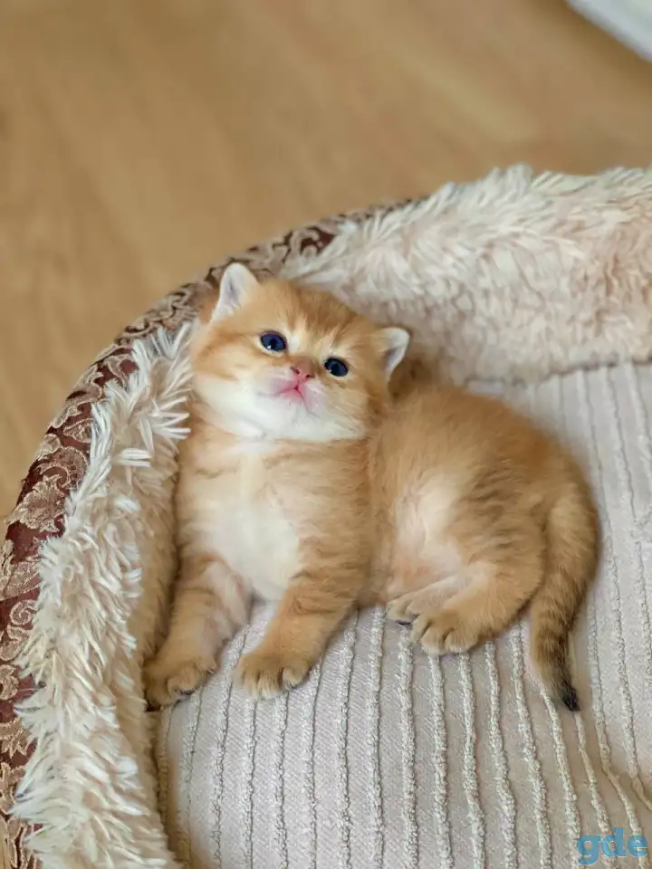 Котята шотландские ЗОЛОТАЯ ШИНШИЛЛА, фотография 2