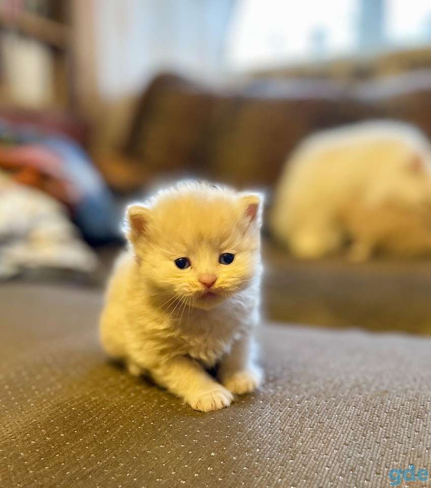 Котята, фотография 4