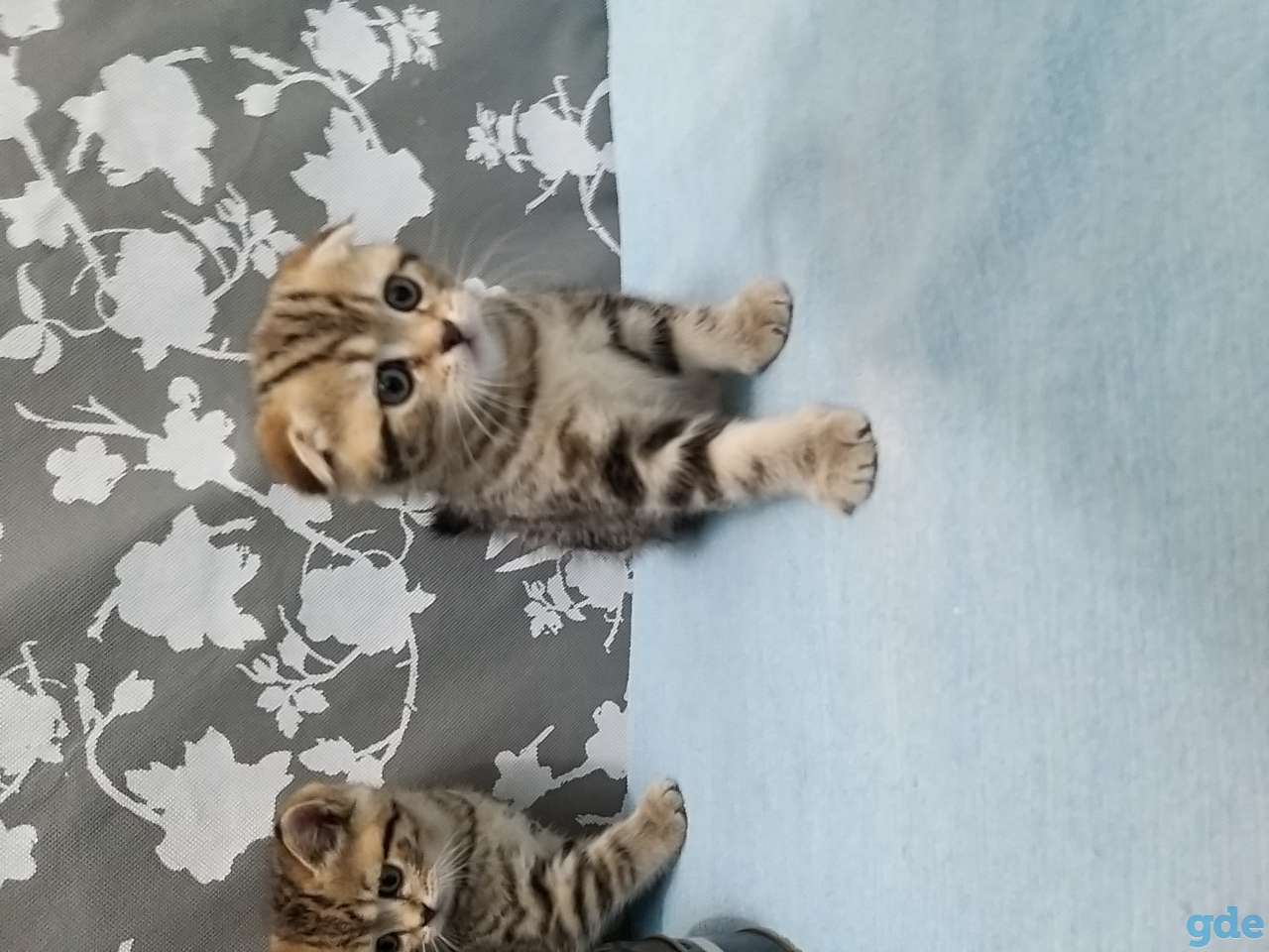 Продам шотландских вислоухих котят, фотография 4