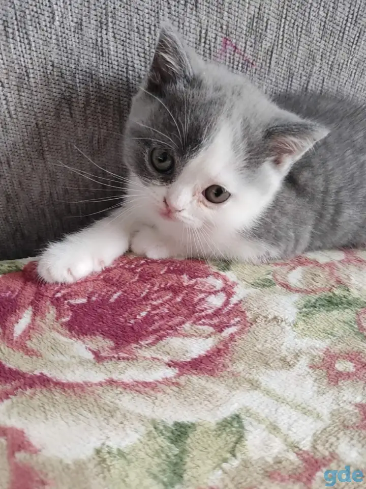 Котятки, фотография 6