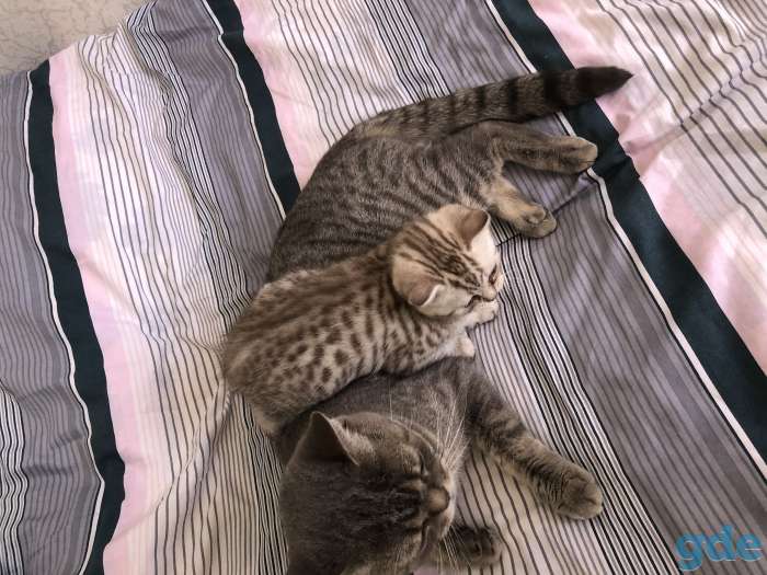 Шотландские котята, фотография 7