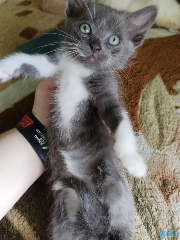 Котята, фотография 5