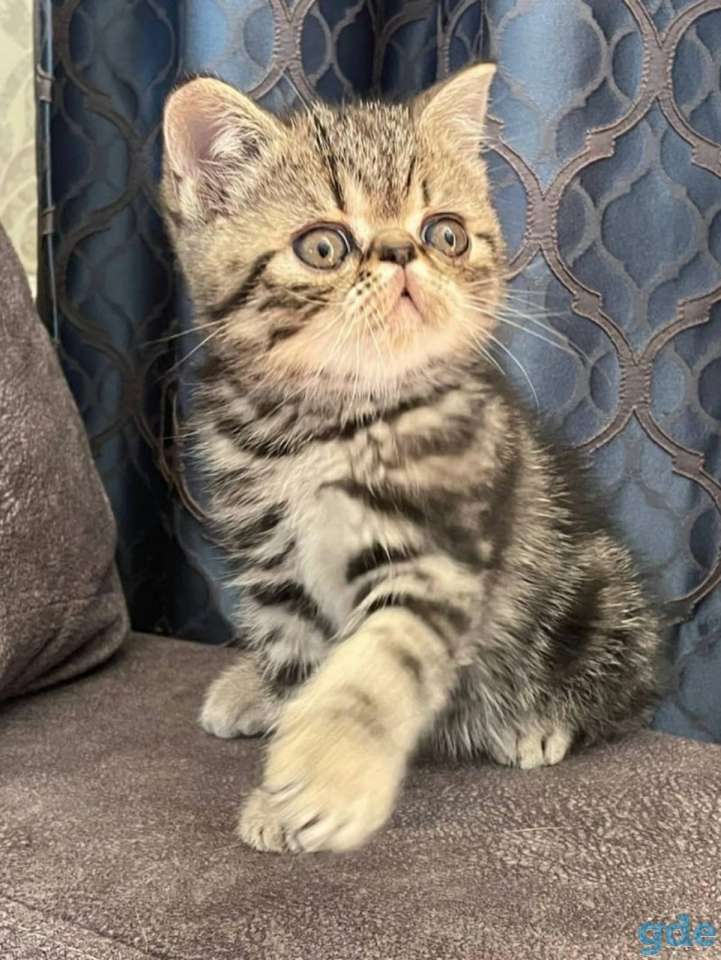 Продам котят экозотов, фотография 6