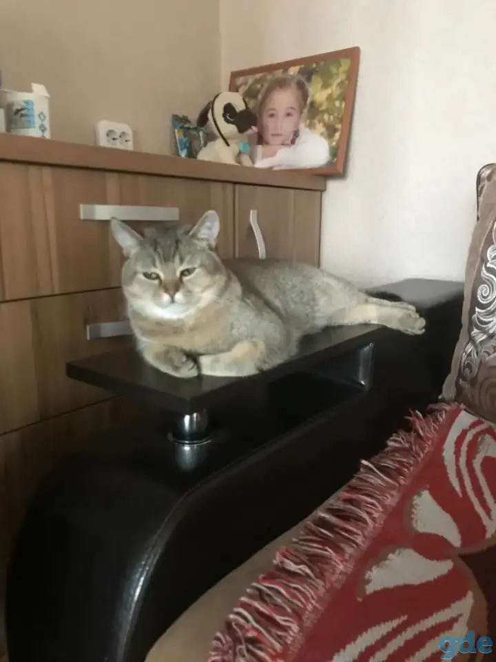 Продам кота, фотография 4