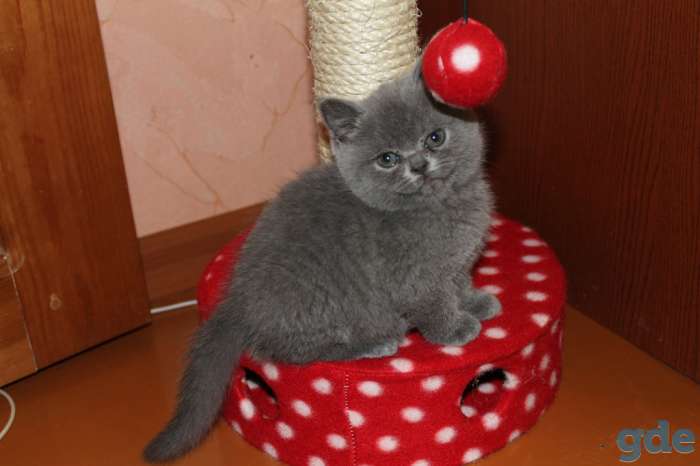Чудесные британские котята к Новому году, фотография 4