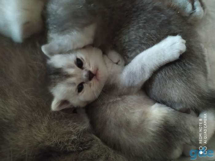 Шотландские котята, фотография 5