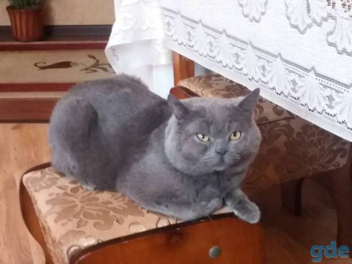 Британские котята, фотография 3
