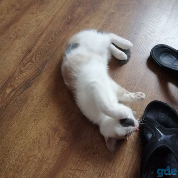 Кошечка в добрые дуки, фотография 3