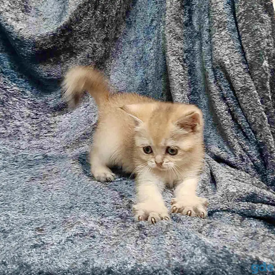 Шотландская кошка золотая шиншилла, фотография 1