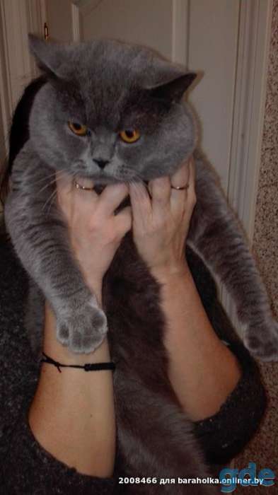 Британский короткошерстный.  Вязка, фотография 3