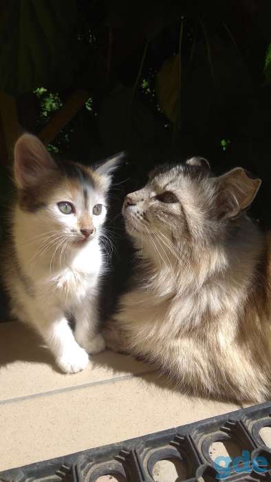 Котята в хорошие руки., фотография 2