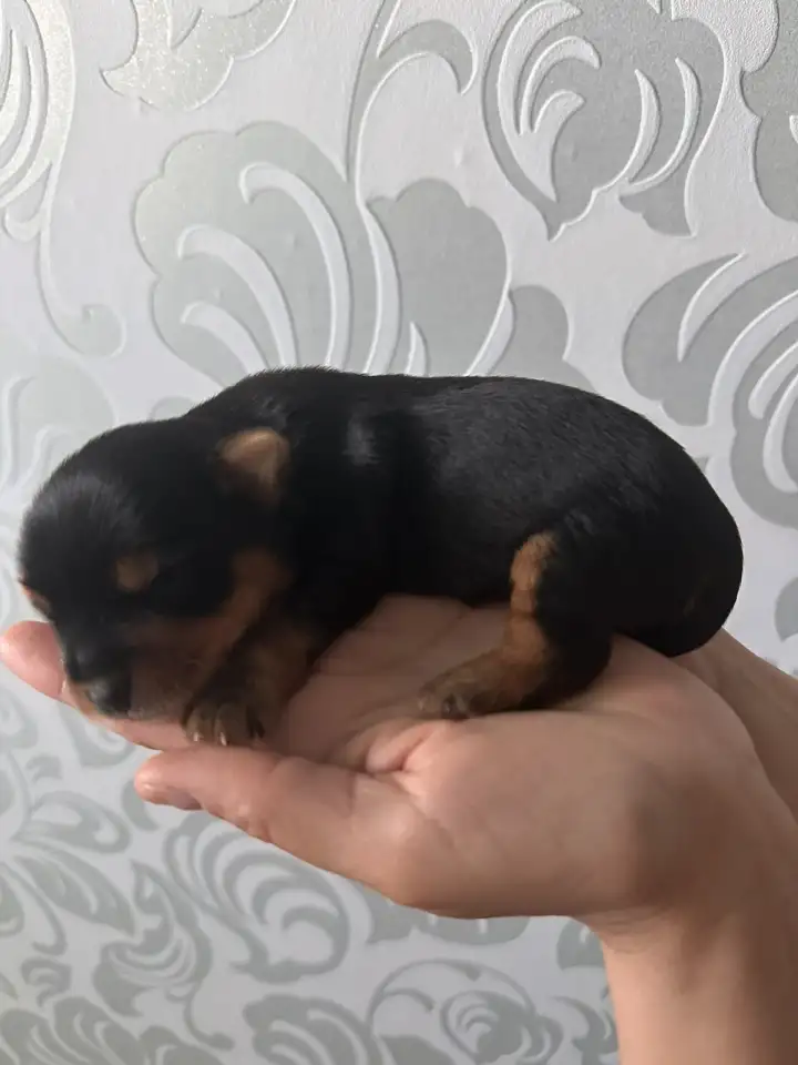 Продам щенка йорка, фотография 2