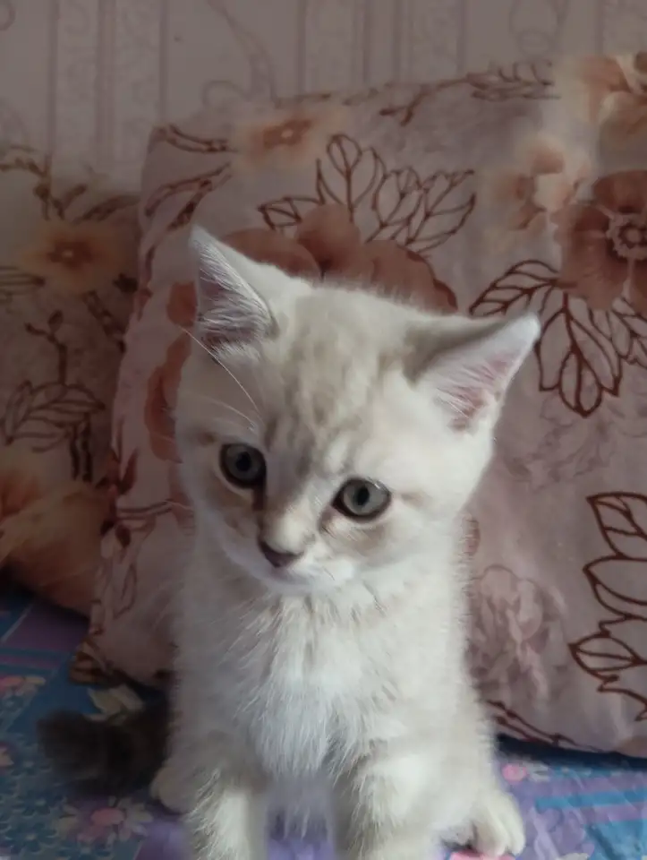 Котята, фотография 3