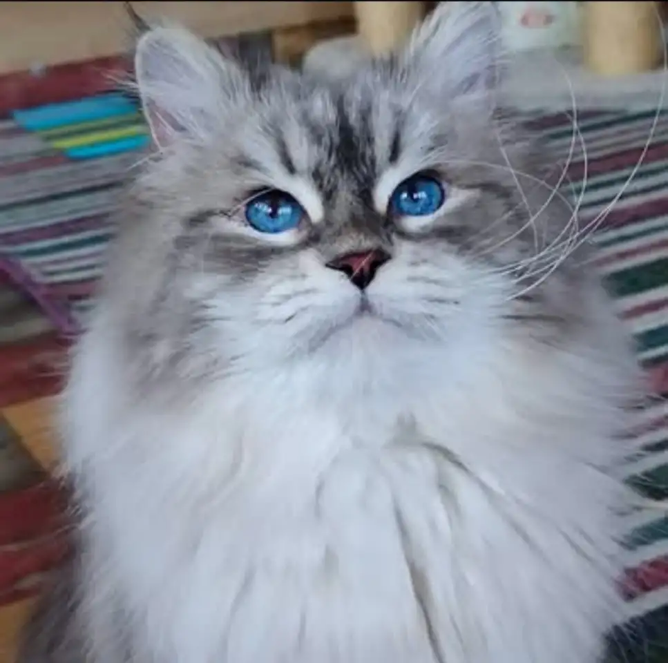 Сибирский кот, невский маскарадный кот ищет новую семью, фотография 2