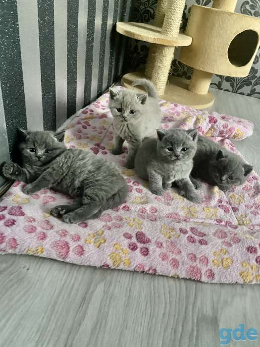 Продам шикарных британских котят, фотография 3