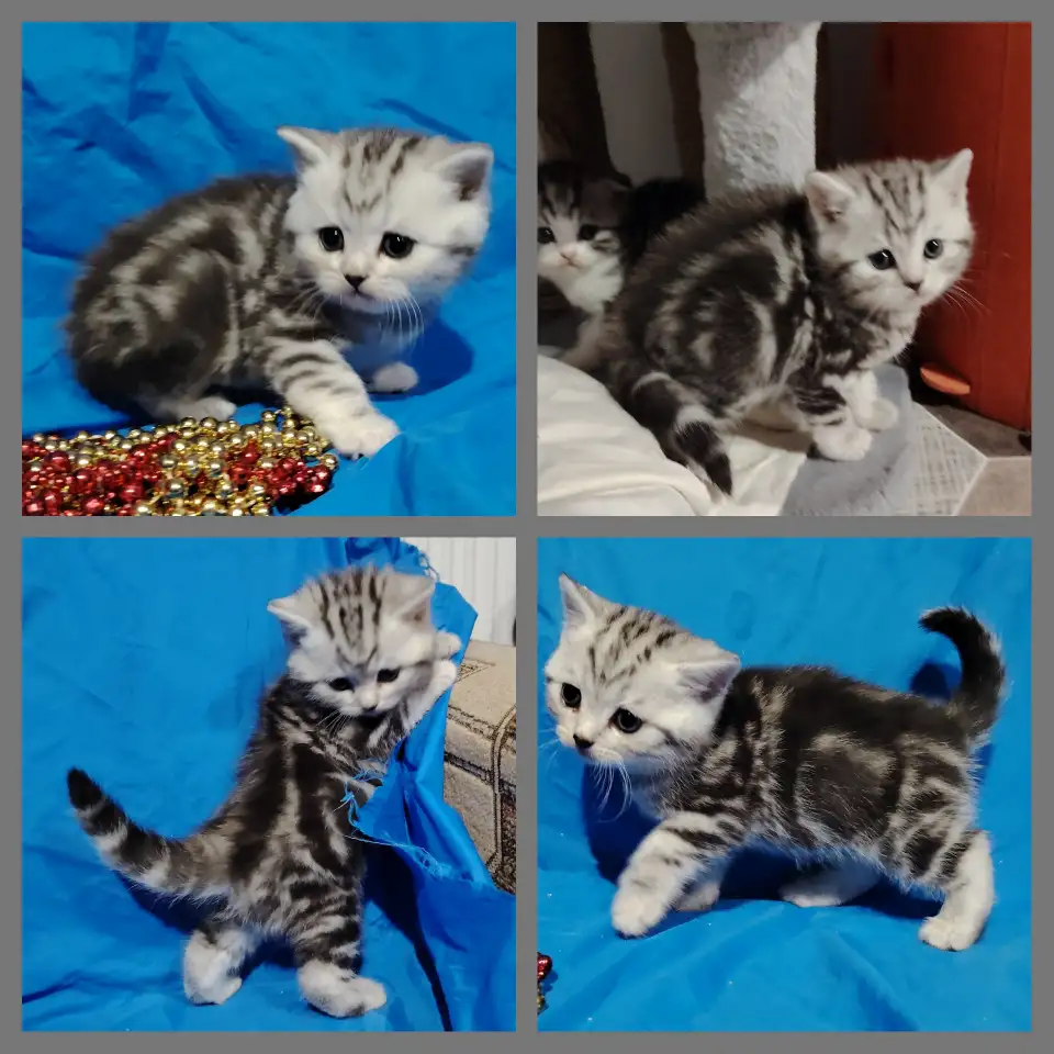 Котята., фотография 2