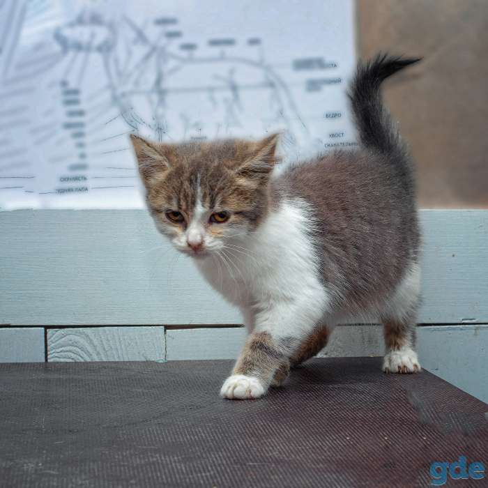 котята в дар, фотография 9