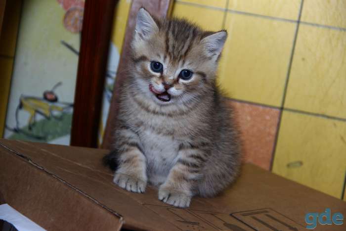 Котята золотые британцы, фотография 1
