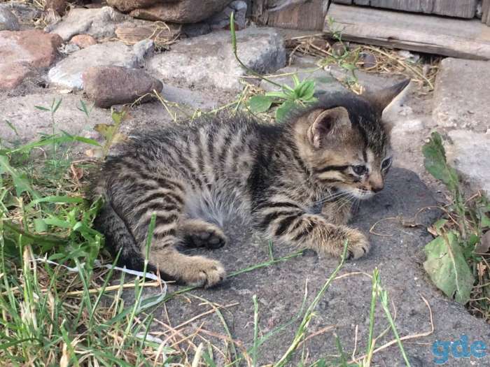 Котята в добрые руки, фотография 5