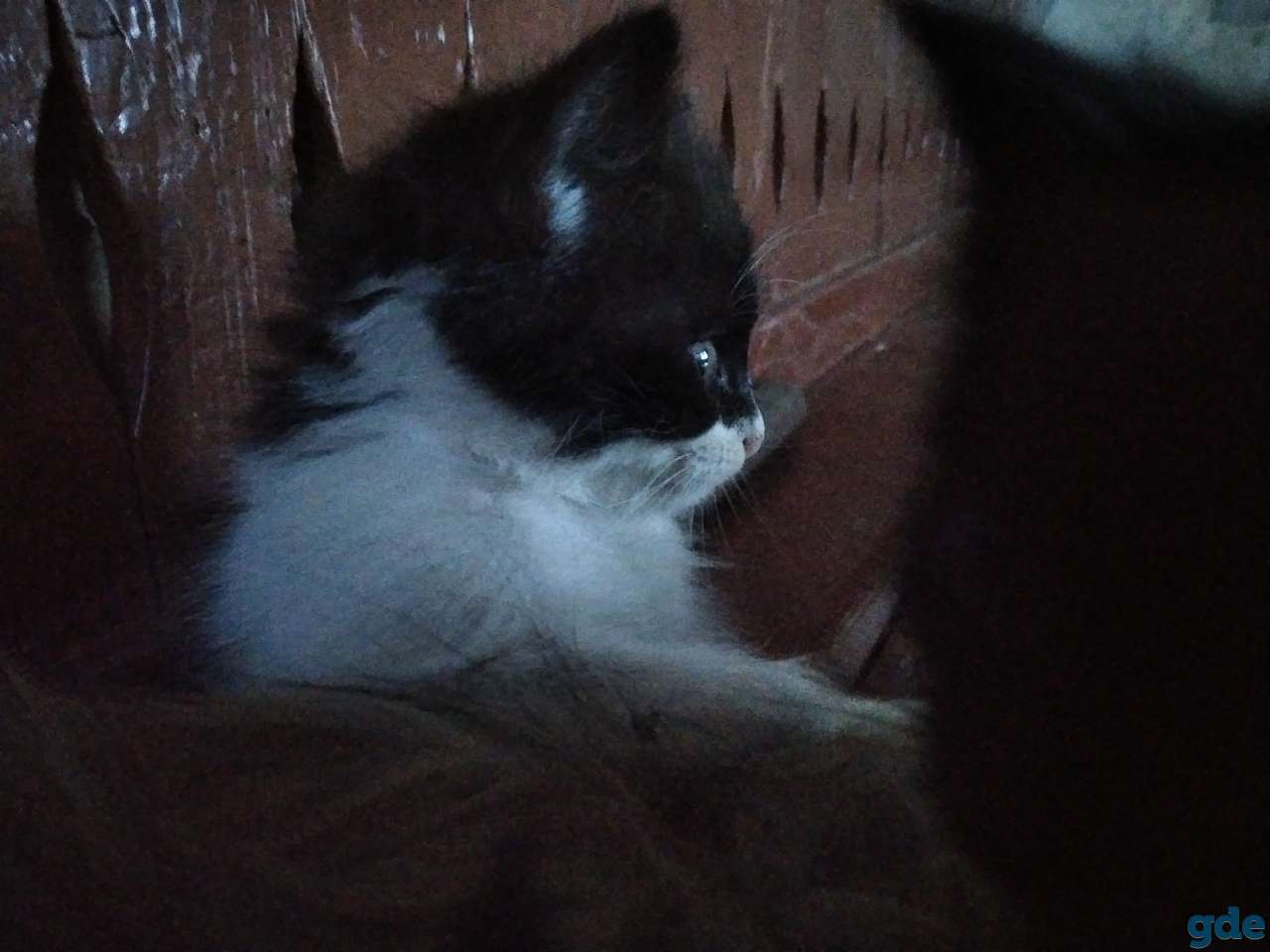 Отдадим котят в хорошие руки, фотография 4