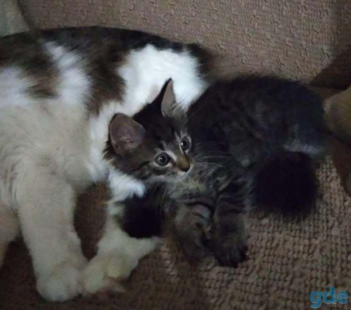 Котёнок Спайк в добрые руки, фотография 3