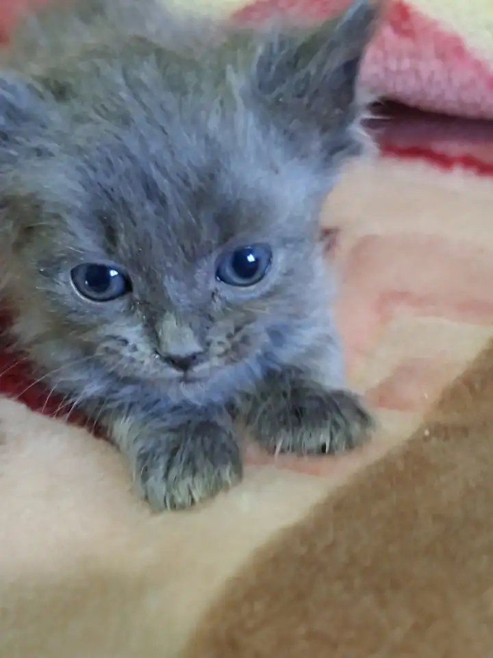 Котята, фотография 3