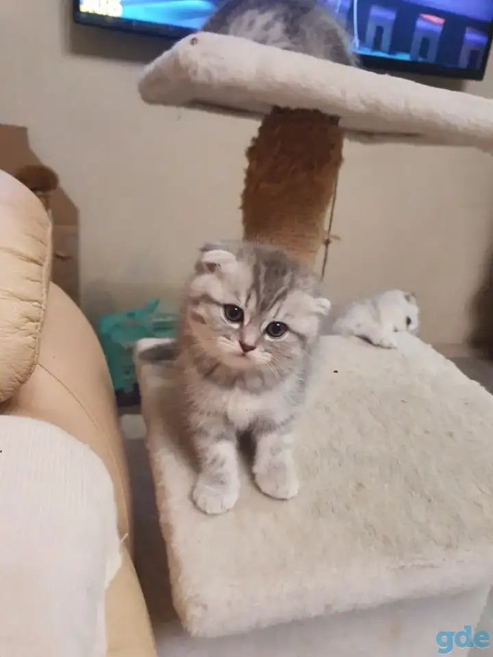 Котята, фотография 1