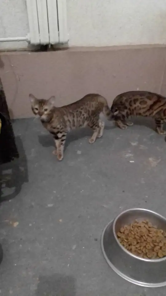Продам бенгальскую кошку, фотография 2