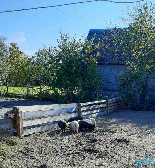 Продажа вьетнамских поросят, фотография 2