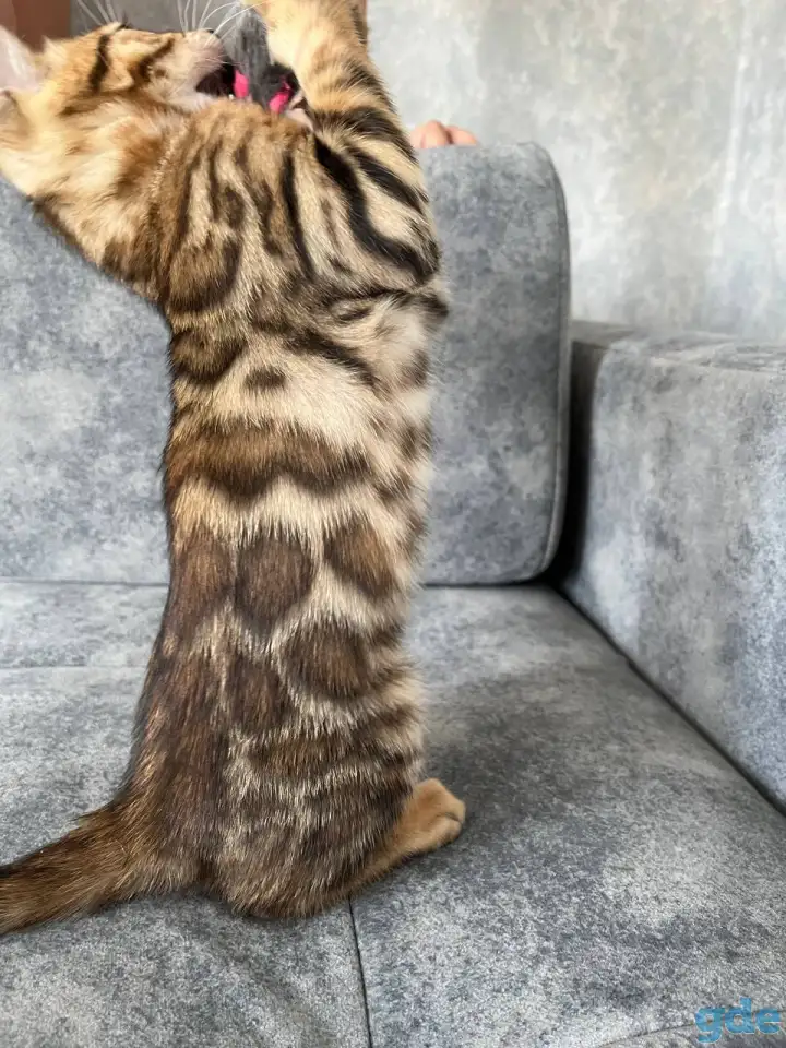 Продам бенгальских котят, фотография 4