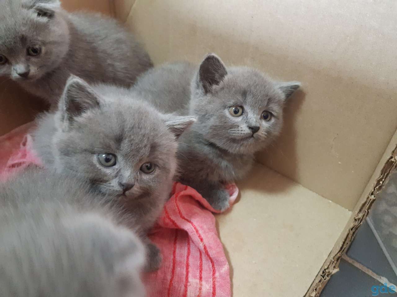 Британские котята, фотография 3