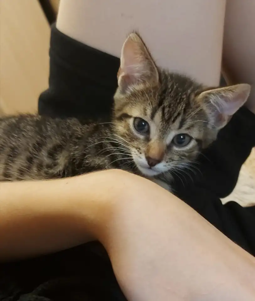 котёнок, фотография 4
