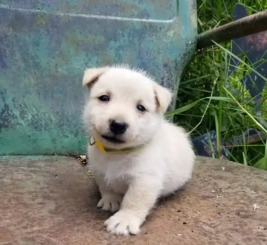Scottish terrier puppies for sale, фотография 1