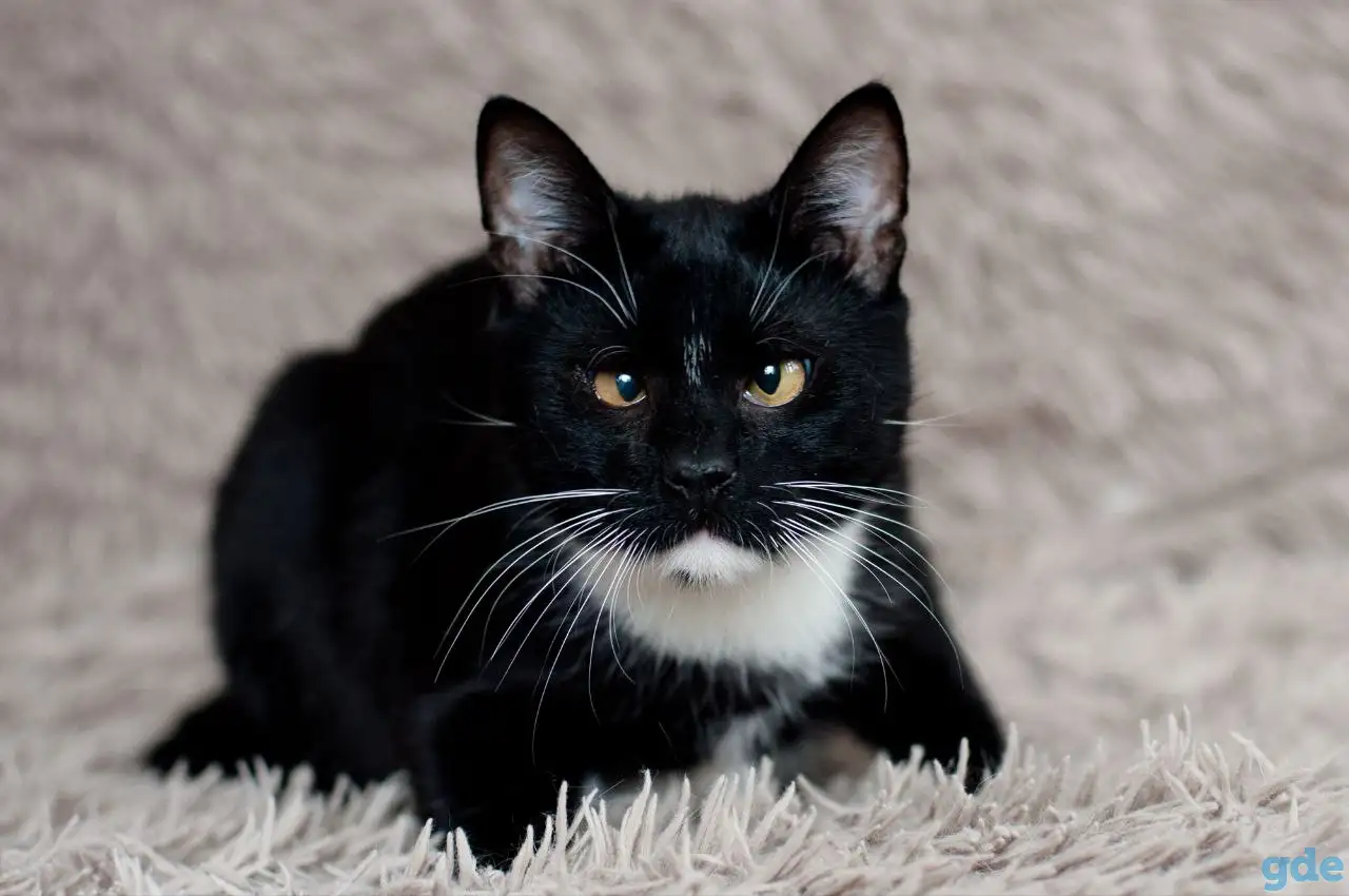 Котик в дар, фотография 4