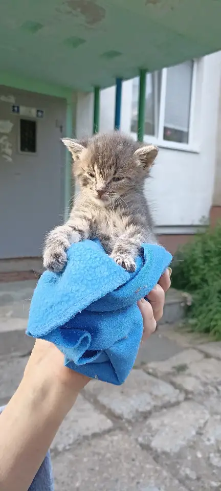 Срочно! Маленький Котенок мальчик в дар!, фотография 6