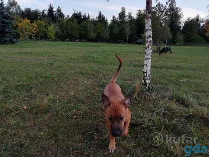 Чистокровный щенок амстаффа, фотография 3