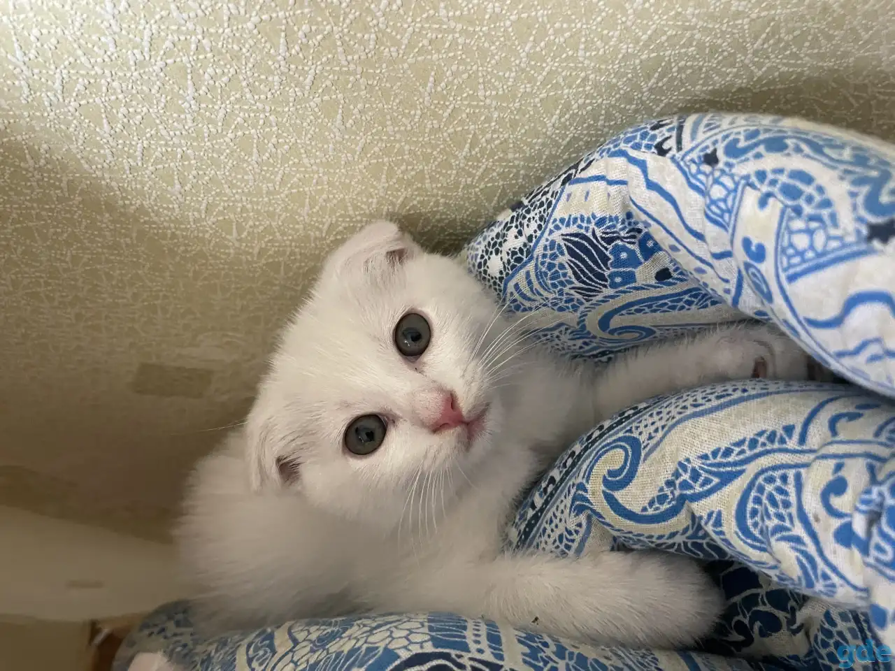 Британские котята, фотография 2