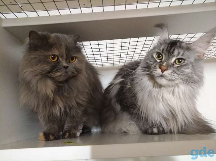 Гостиница для кошек 