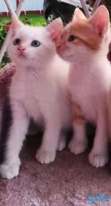 Котята даром, фотография 3