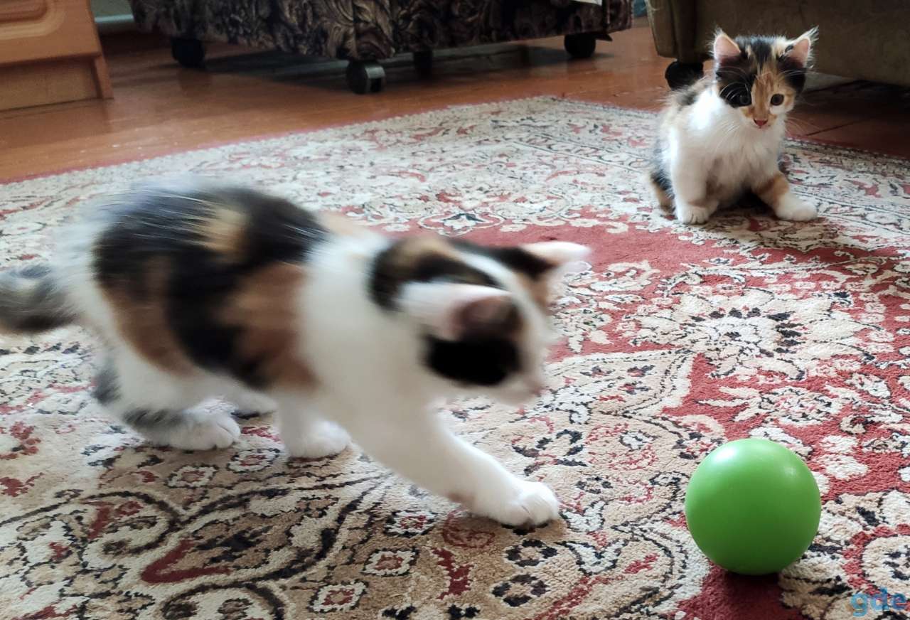 Котята, фотография 4