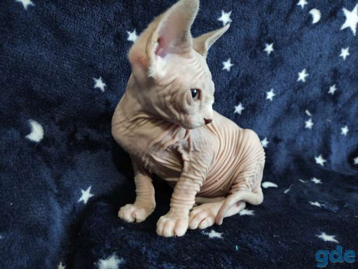Котята канадский сфинкс, фотография 2